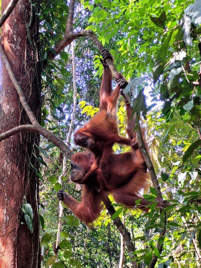 Jungle Life Guest House - Trekking & Transport Only Book With Us Bukit Lawang Exterior foto