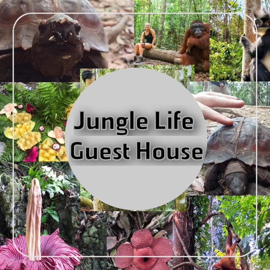 Jungle Life Guest House - Trekking & Transport Only Book With Us Bukit Lawang Exterior foto