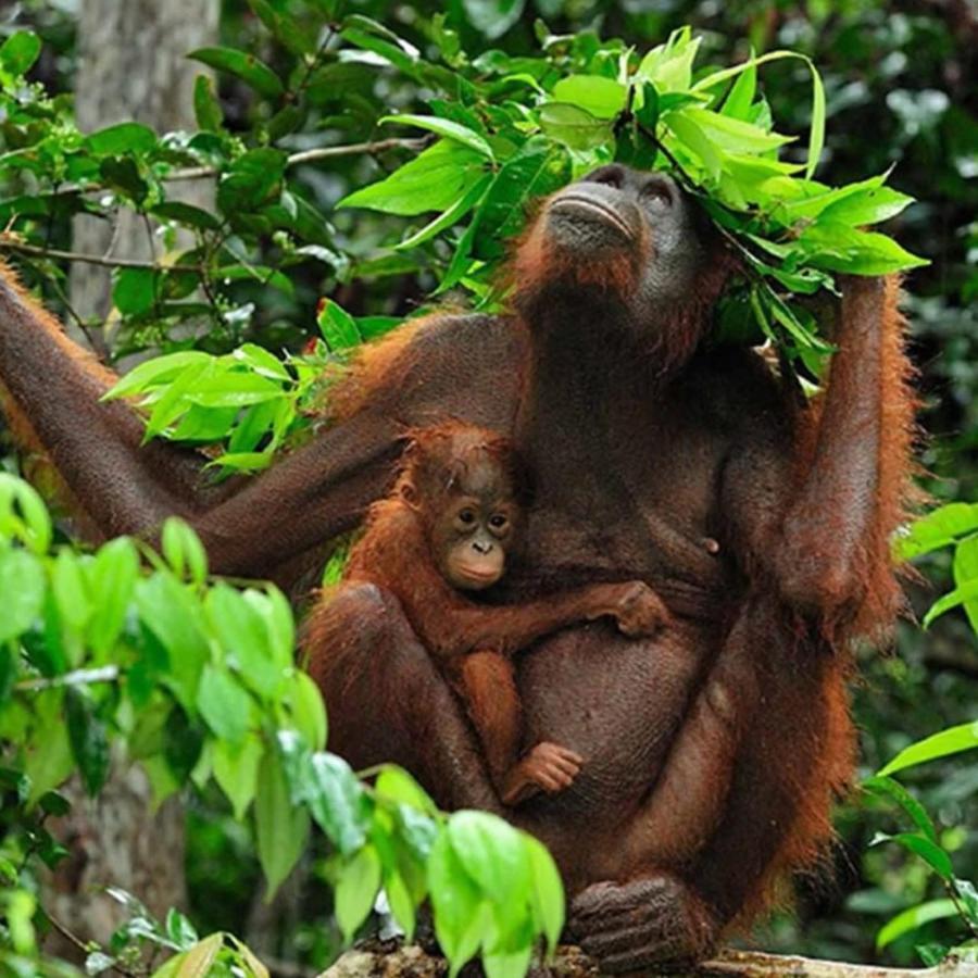 Jungle Life Guest House - Trekking & Transport Only Book With Us Bukit Lawang Exterior foto