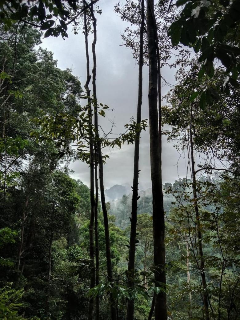 Jungle Life Guest House - Trekking & Transport Only Book With Us Bukit Lawang Exterior foto