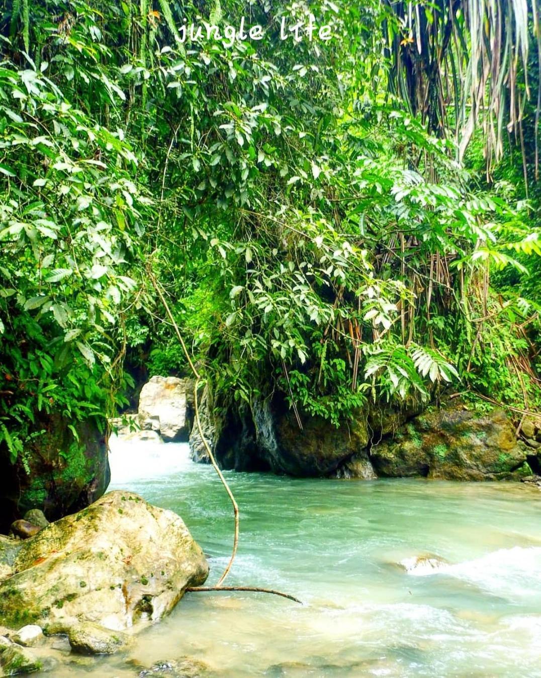Jungle Life Guest House - Trekking & Transport Only Book With Us Bukit Lawang Exterior foto