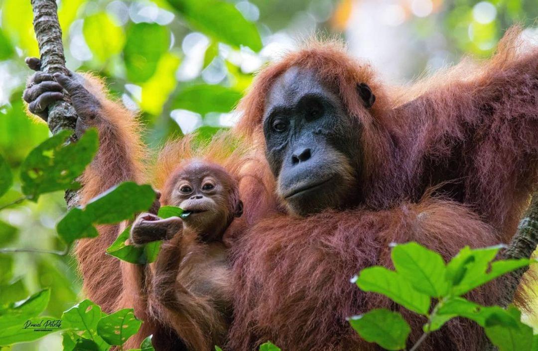 Jungle Life Guest House - Trekking & Transport Only Book With Us Bukit Lawang Exterior foto