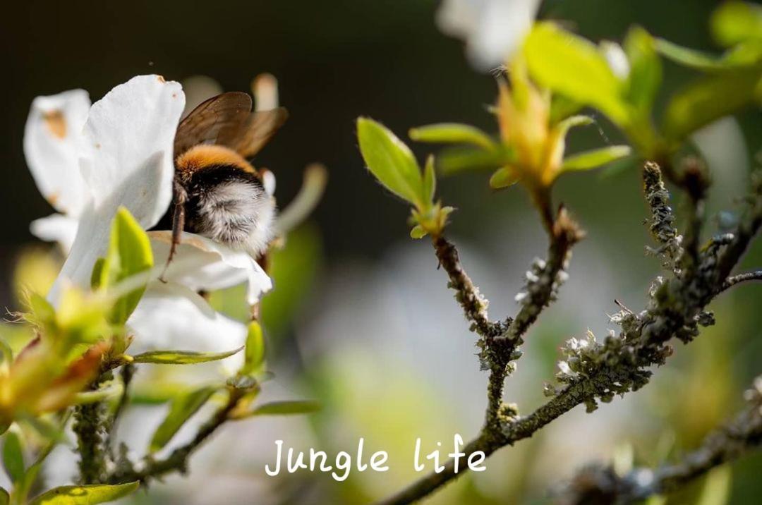 Jungle Life Guest House - Trekking & Transport Only Book With Us Bukit Lawang Exterior foto