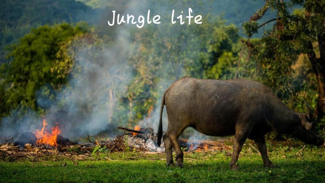 Jungle Life Guest House - Trekking & Transport Only Book With Us Bukit Lawang Exterior foto