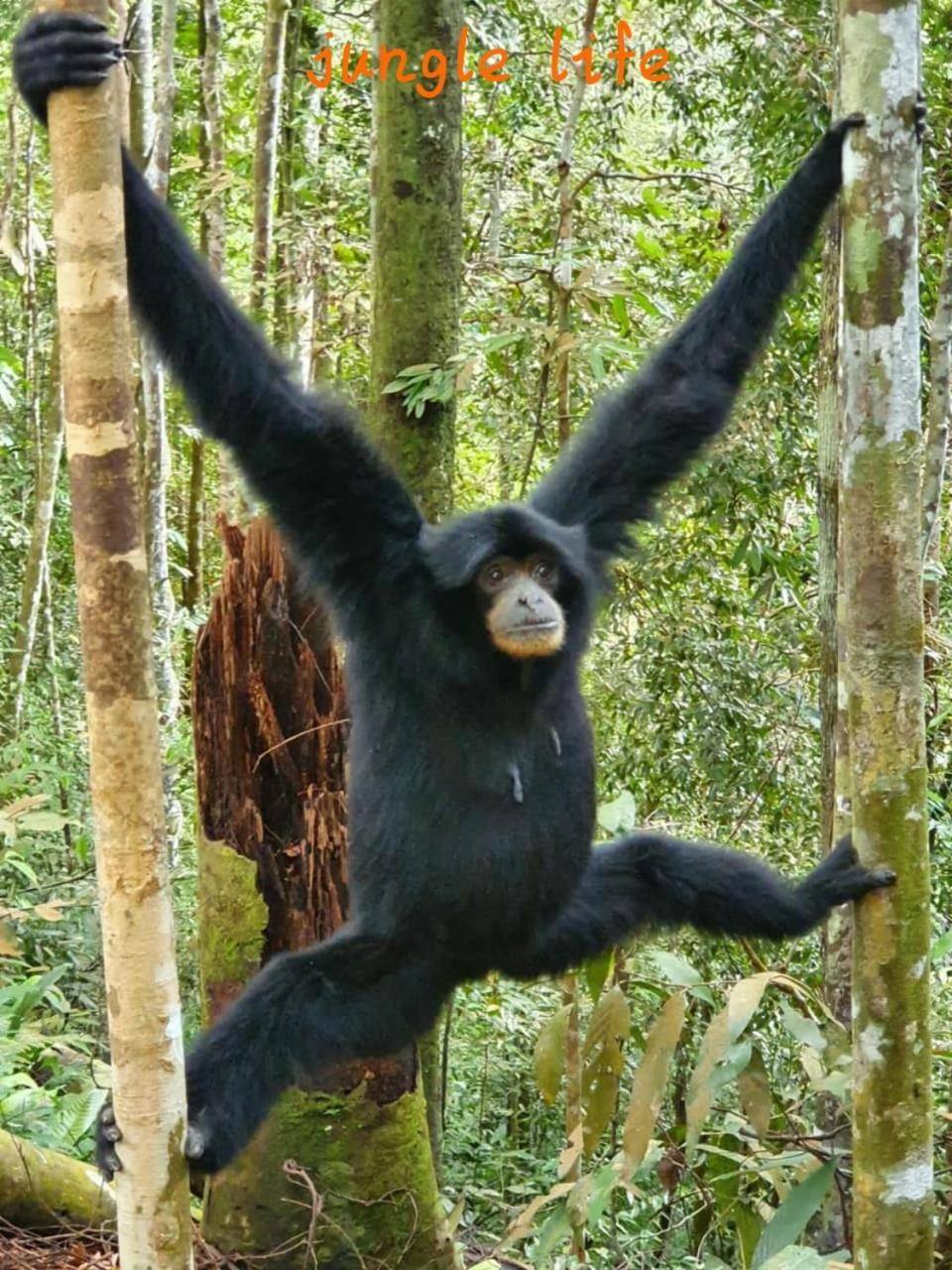 Jungle Life Guest House - Trekking & Transport Only Book With Us Bukit Lawang Exterior foto