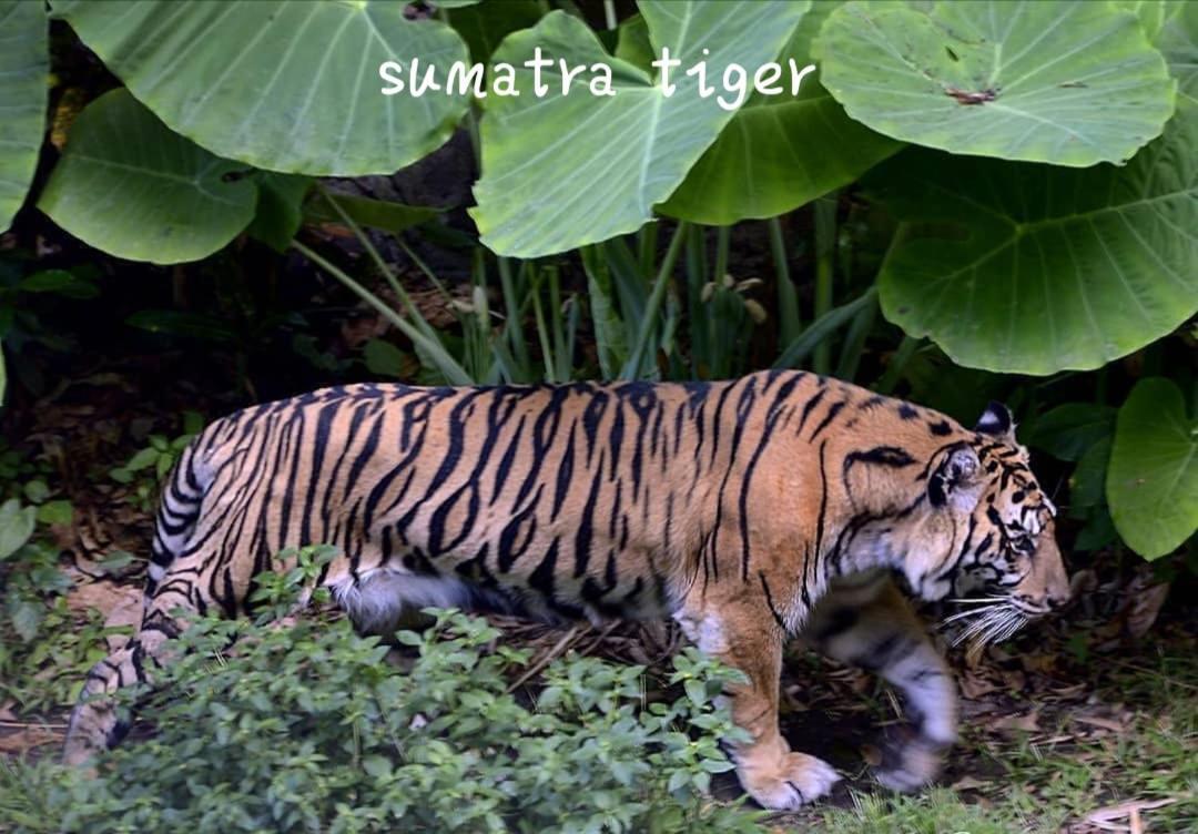 Jungle Life Guest House - Trekking & Transport Only Book With Us Bukit Lawang Exterior foto