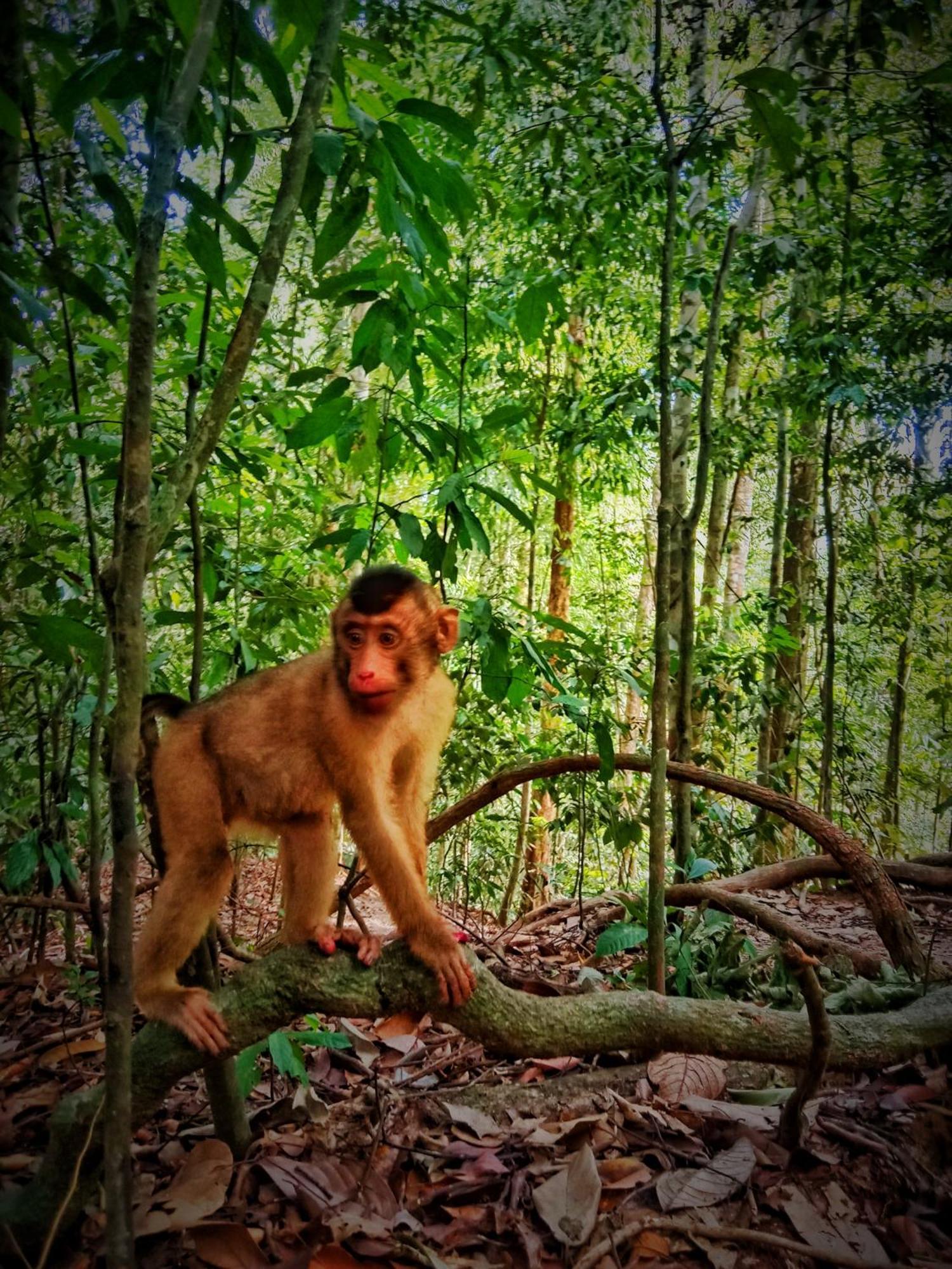 Jungle Life Guest House - Trekking & Transport Only Book With Us Bukit Lawang Exterior foto
