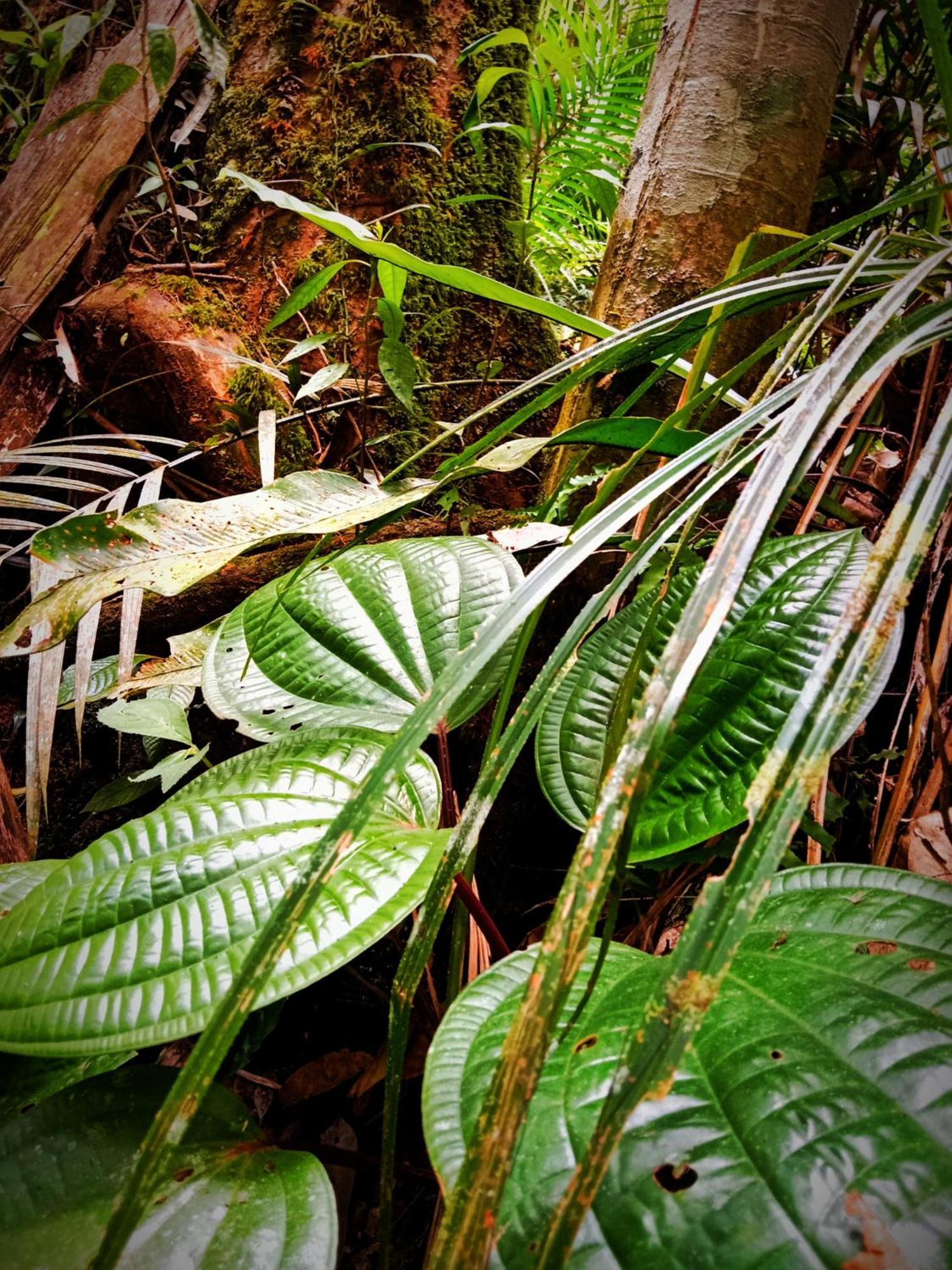 Jungle Life Guest House - Trekking & Transport Only Book With Us Bukit Lawang Exterior foto