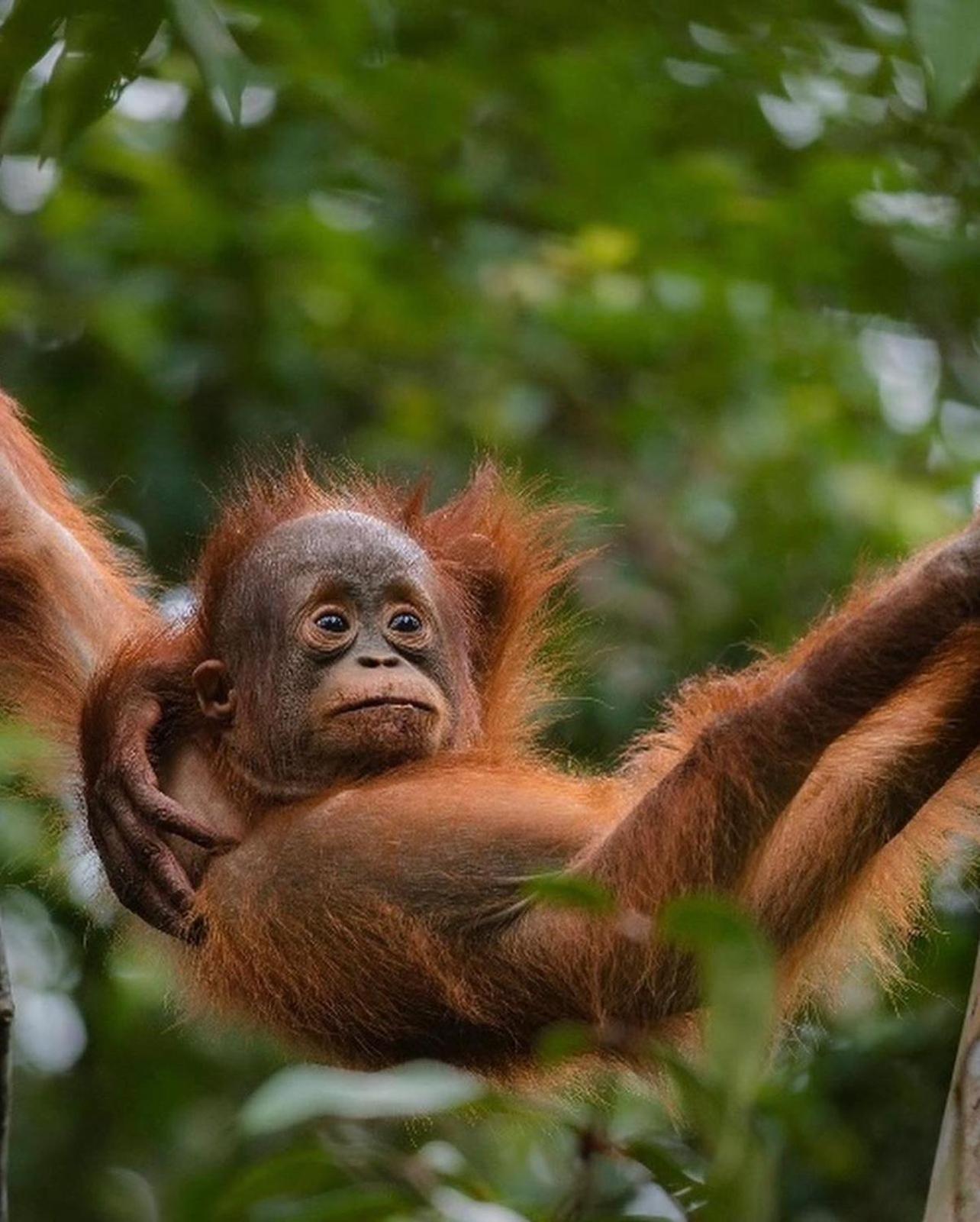 Jungle Life Guest House - Trekking & Transport Only Book With Us Bukit Lawang Exterior foto