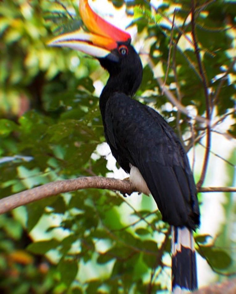 Jungle Life Guest House - Trekking & Transport Only Book With Us Bukit Lawang Exterior foto
