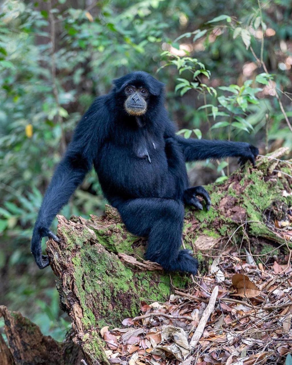 Jungle Life Guest House - Trekking & Transport Only Book With Us Bukit Lawang Exterior foto