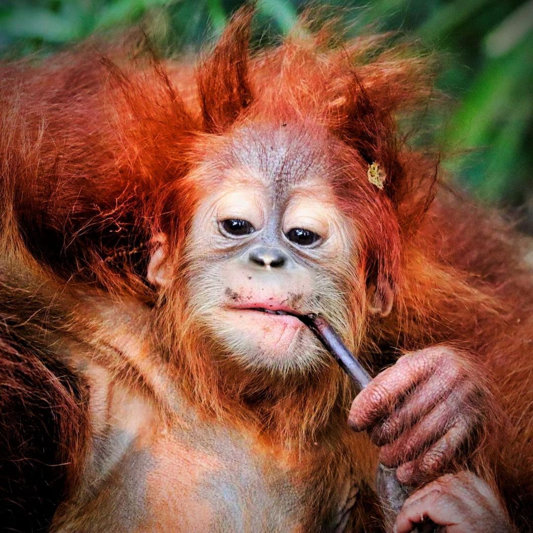 Jungle Life Guest House - Trekking & Transport Only Book With Us Bukit Lawang Exterior foto
